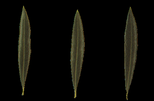 leaves
